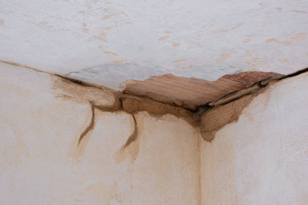 Best Mold removal after water damage  in Columbus Af, MS